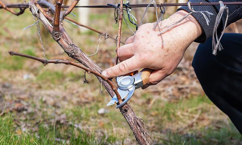 Осенняя обрезка винограда: секреты для щедрого урожая