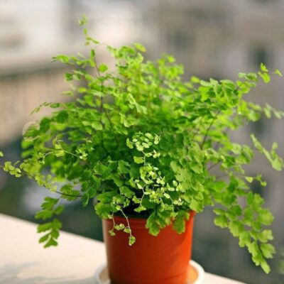 Адиантум: секреты выращивания и ухода за нежной папоротникой для дома