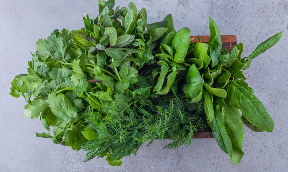 Как сохранить зелень свежей надолго: секреты для хозяйки