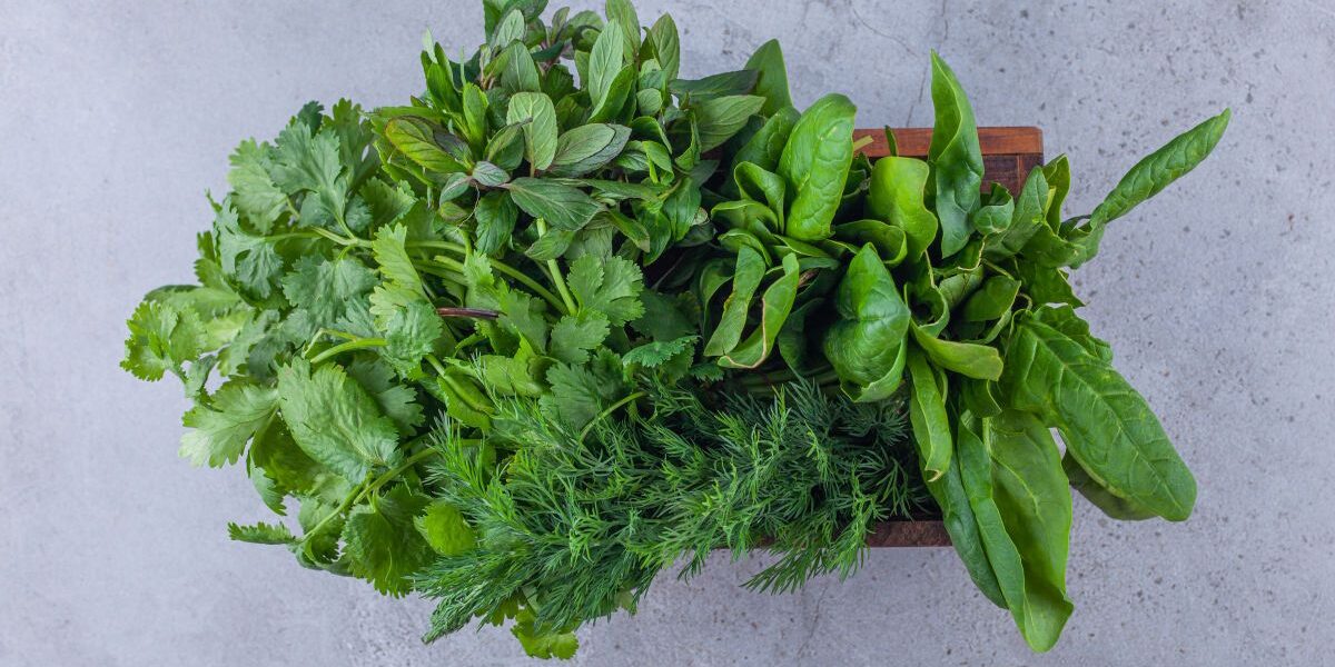 Как сохранить зелень свежей надолго: секреты для хозяйки