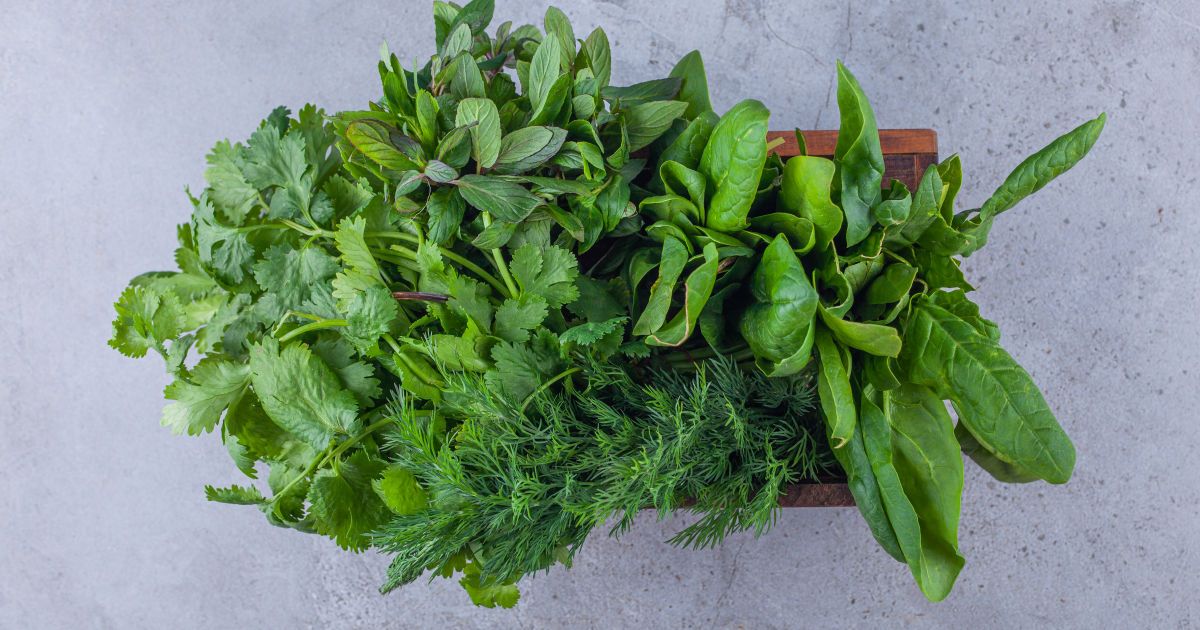 Как сохранить зелень свежей надолго: секреты для хозяйки