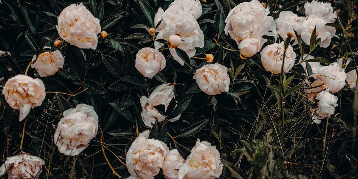 Пионы: секреты посадки для пышного цветения в вашем саду