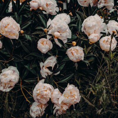 Пионы: секреты посадки для пышного цветения в вашем саду