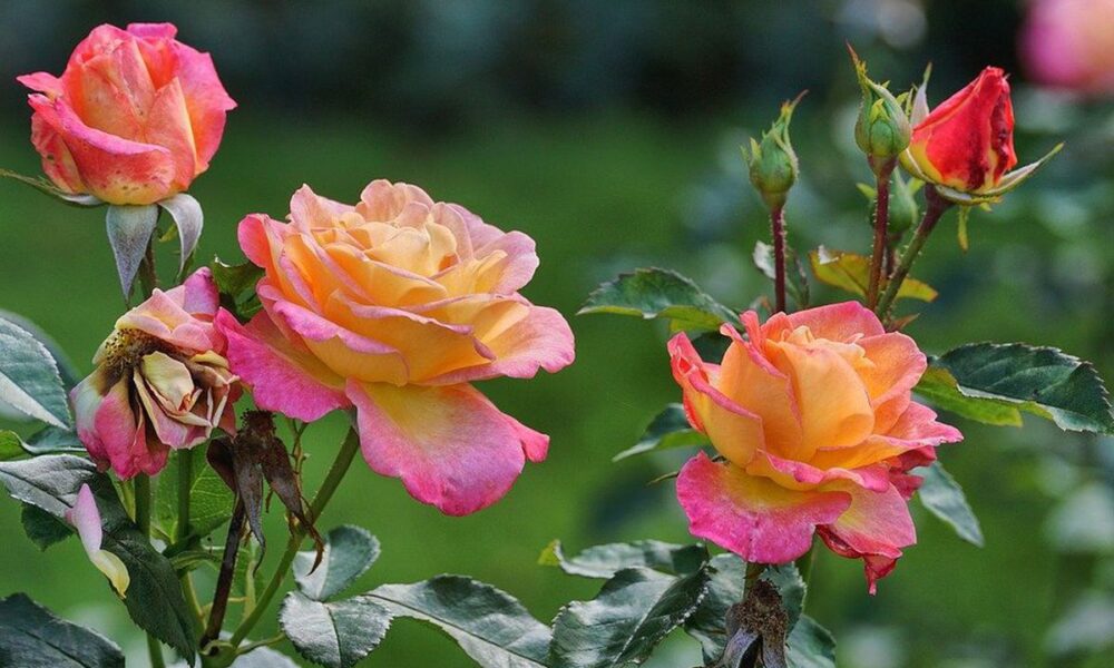 Секреты пышного цветения роз: как подготовить сад в октябре