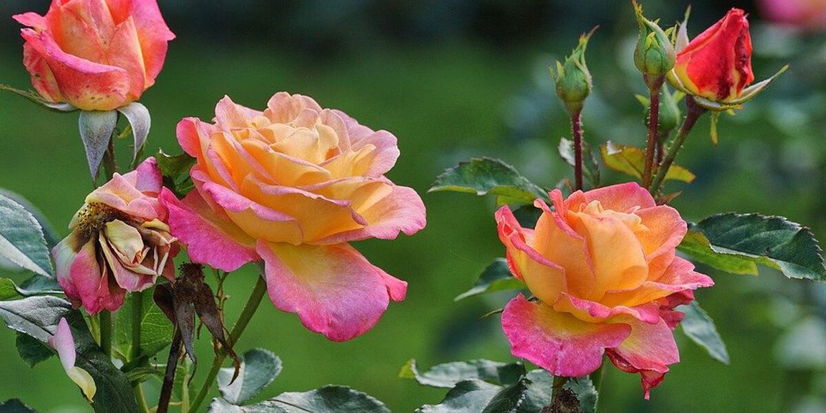 Секреты пышного цветения роз: как подготовить сад в октябре