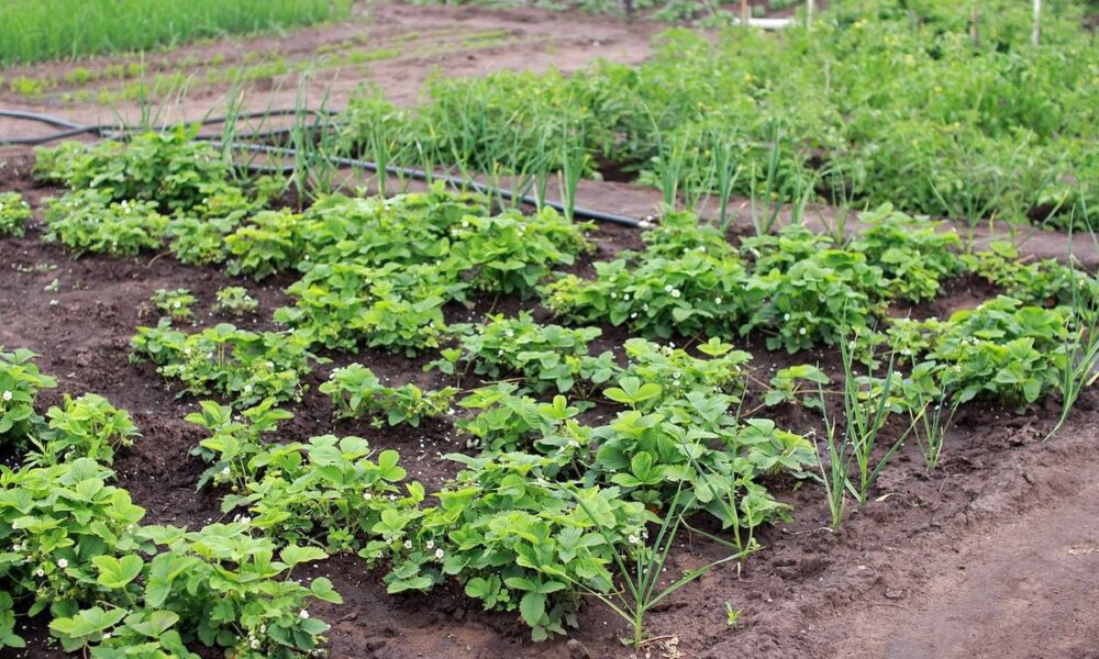 Идеальные соседи для чеснока: что сажать рядом, а что избегать для пышного урожая