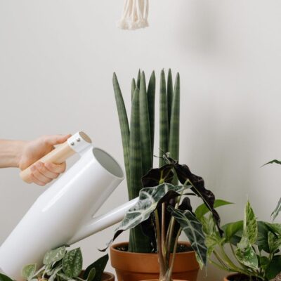 Секреты пышного цветения: как оживить даже самые слабые комнатные растения