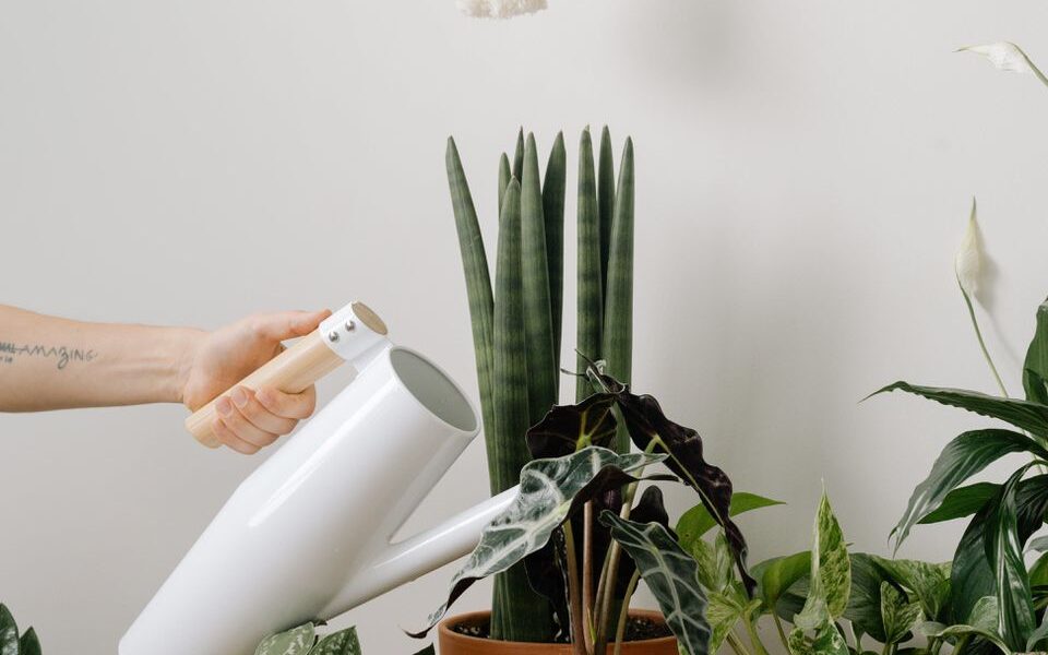 Секреты пышного цветения: как оживить даже самые слабые комнатные растения