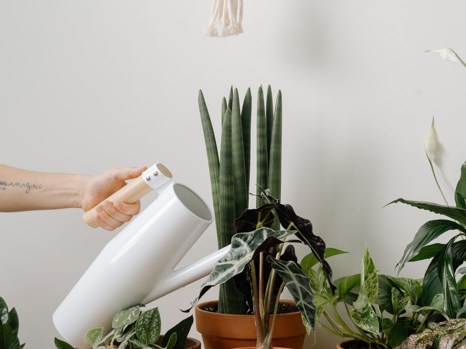 Секреты пышного цветения: как оживить даже самые слабые комнатные растения