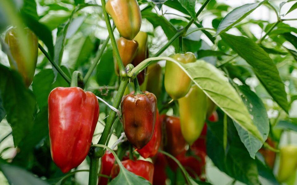 5 главных ошибок в выращивании перца: как не испортить урожай