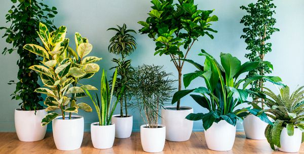 Уход за ароидными: секреты пышного домашнего сада