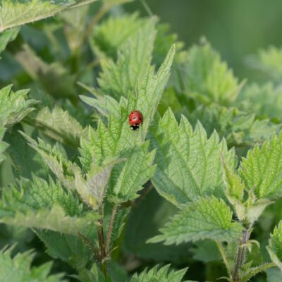Крапива для красоты и здоровья волос: проверенные рецепты и советы