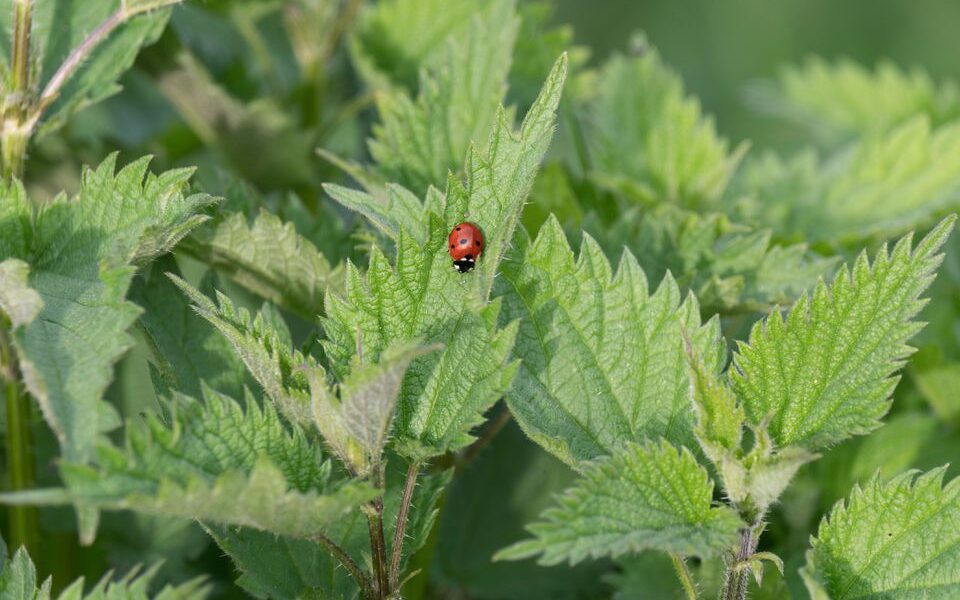 Натуральные средства для красоты и здоровья волос: секреты крапивы