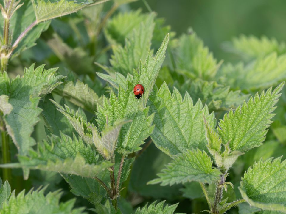 Натуральные средства для красоты и здоровья волос: секреты крапивы