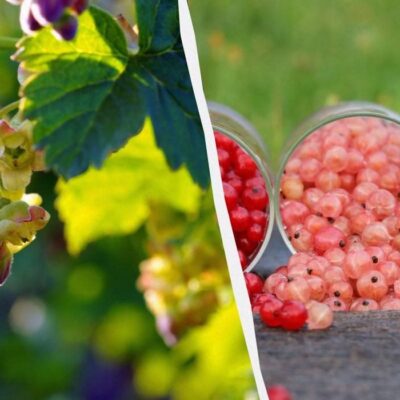 Секреты пышного урожая: как ухаживать за смородиной для обильного плодоношения