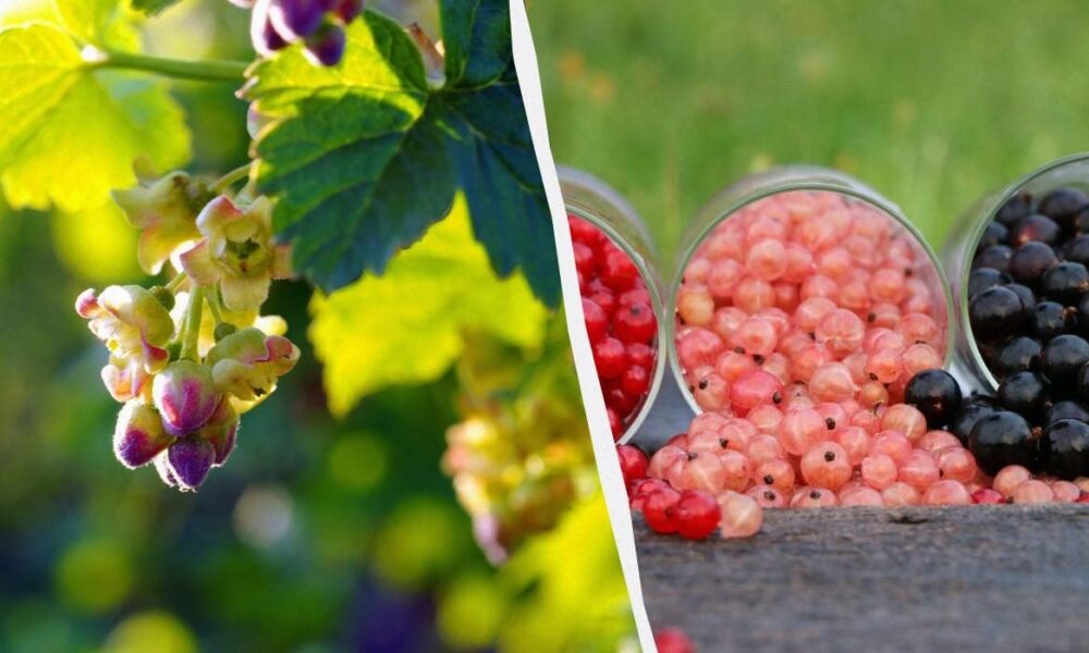 Секреты пышного урожая: как подкормить смородину для богатого урожая