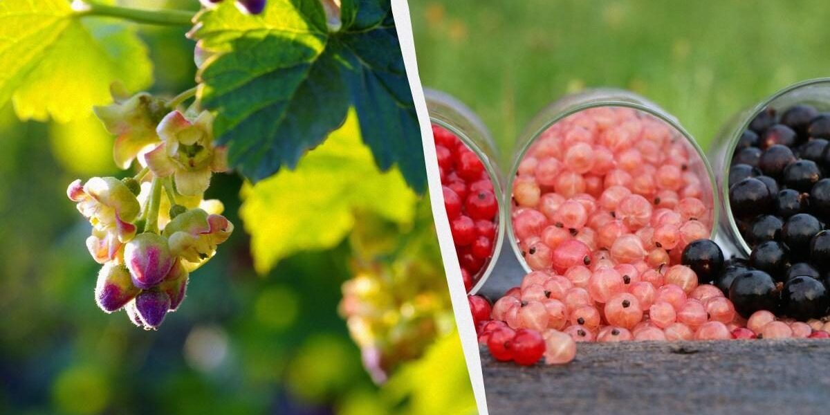 Секреты пышного урожая: как подкормить смородину для богатого урожая