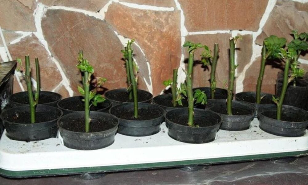 Уход за черенками роз осенью: сохраняем успех летнего укоренения