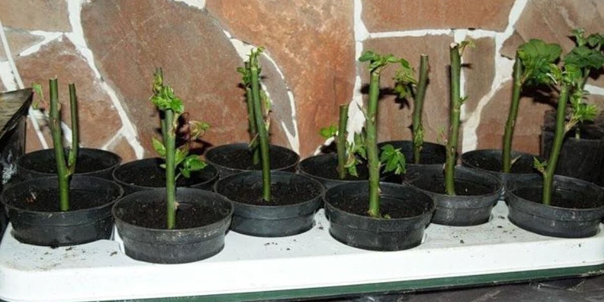 Уход за черенками роз осенью: сохраняем успех летнего укоренения