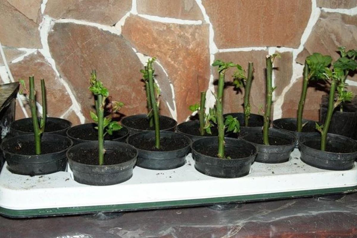 Уход за черенками роз осенью: сохраняем успех летнего укоренения