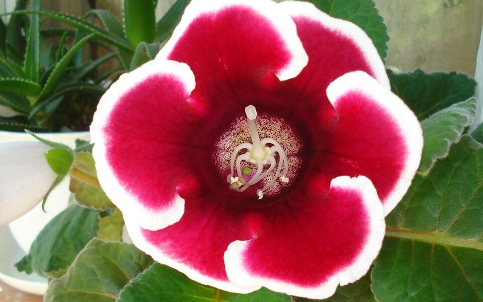 Зимний сон домашних цветов: как помочь растениям пережить холода