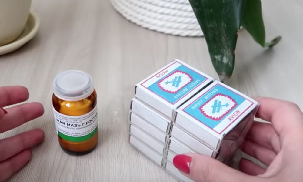 Простые средства от мошек в домашних растениях: проверенные методы