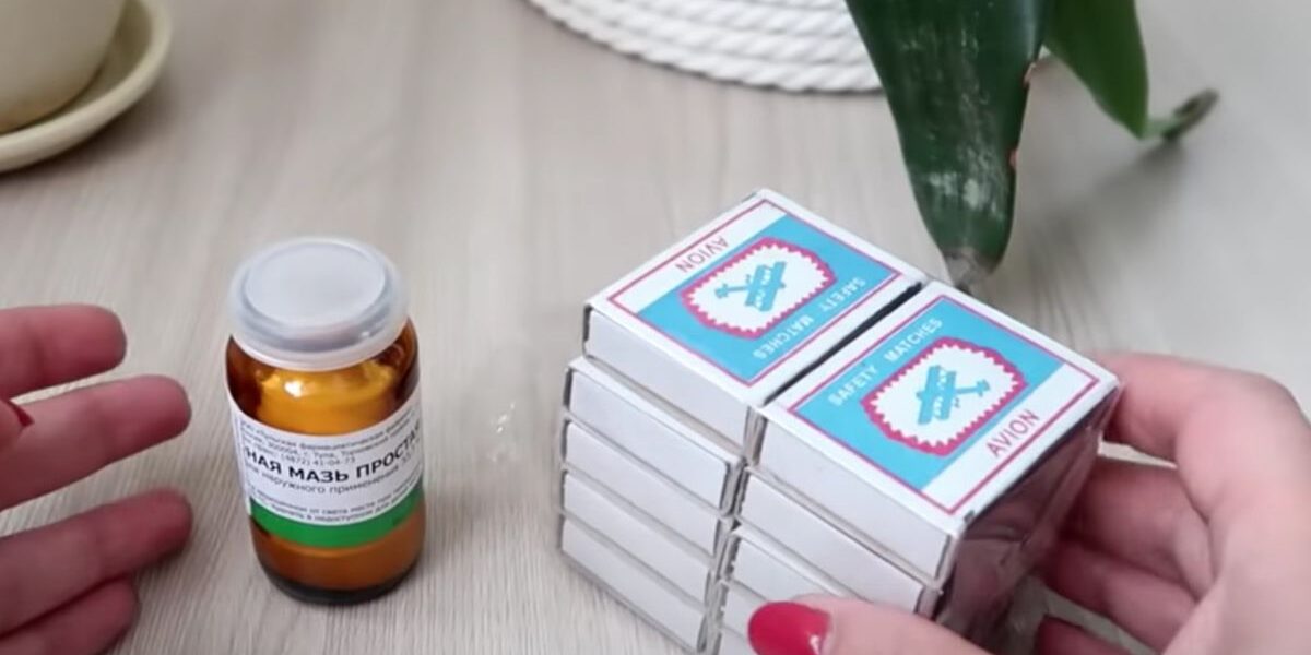 Простые средства от мошек в домашних растениях: проверенные методы