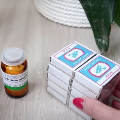 Простые средства от мошек в домашних растениях: проверенные методы