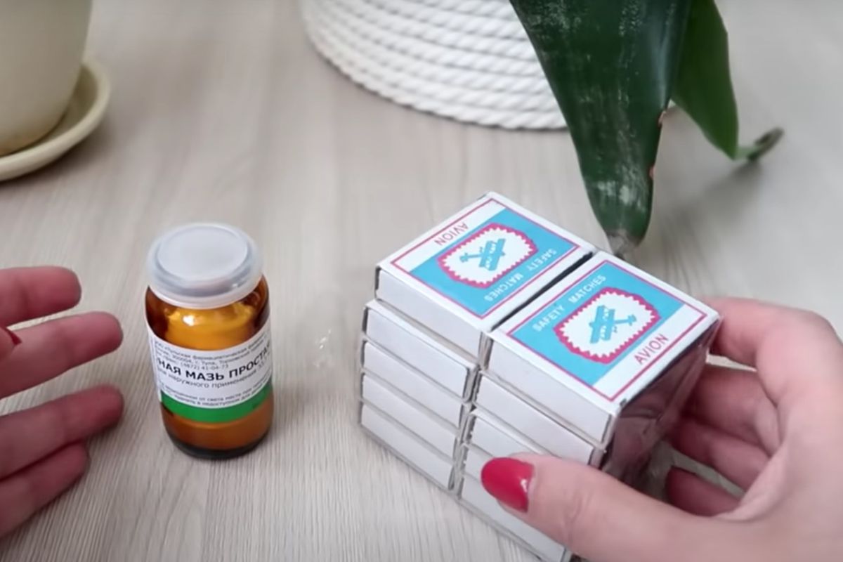 Простые средства от мошек в домашних растениях: проверенные методы