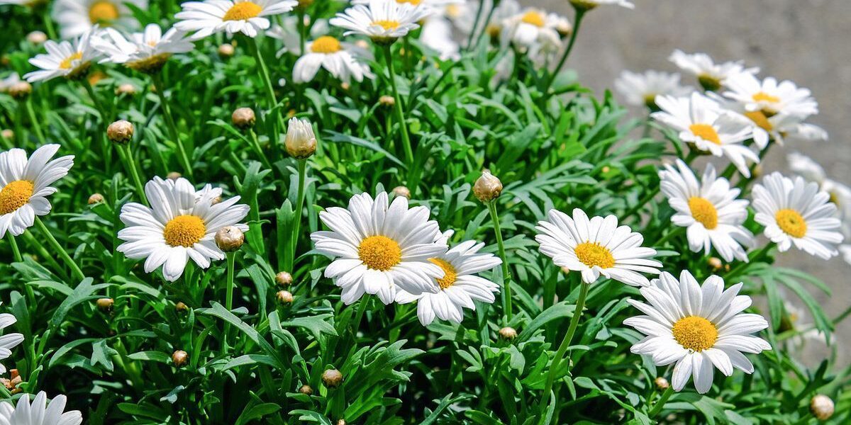 Садовые хитрости августа: какие растения украсят ваш дом и участок