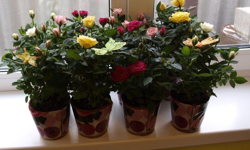 Домашние розы: секреты ухода и пышного цветения круглый год