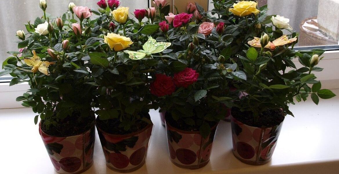 Домашние розы: секреты ухода и пышного цветения круглый год