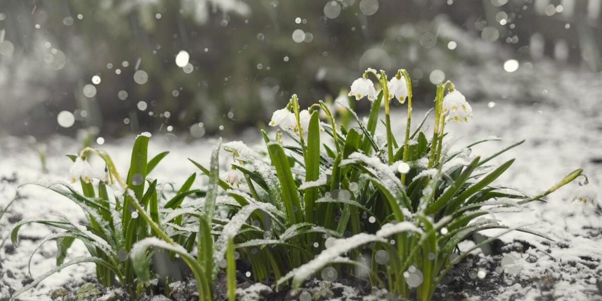 Зимний сад: как сохранить урожай и создать уют на участке