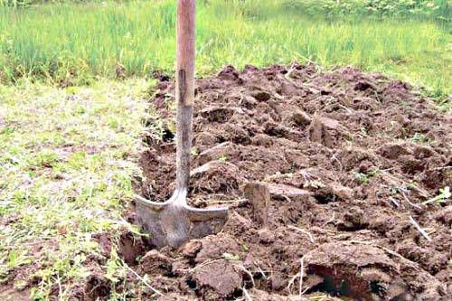 Осенние работы в саду: копать или подождать до весны?