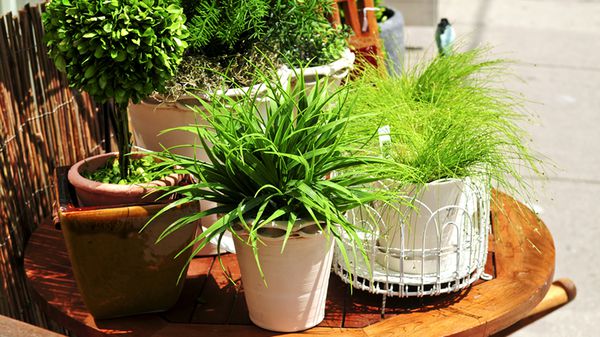 Секретный рецепт для оживления самых слабых растений: чудо-средство своими руками