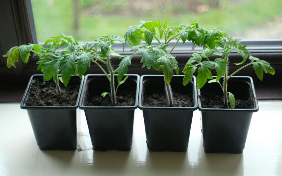 Секреты богатого урожая помидоров: подготовка к сезону начинается зимой