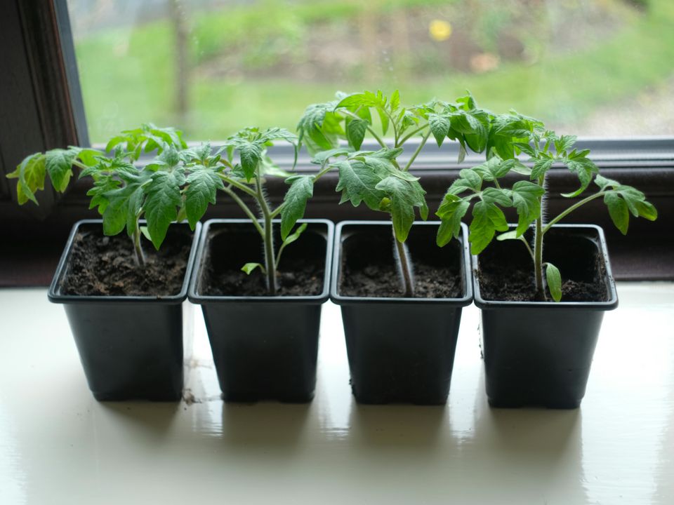 Секреты богатого урожая помидоров: подготовка к сезону начинается зимой