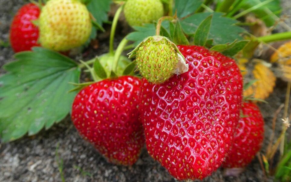 Осенняя посадка клубники: где сажать и каких ошибок избежать