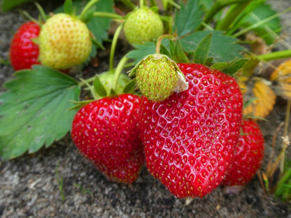 Осенняя посадка клубники: где сажать и каких ошибок избежать