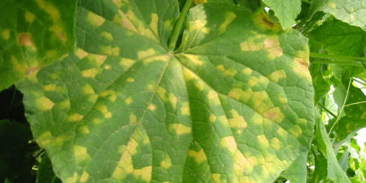 Как спасти урожай огурцов от пероноспороза: секреты опытных садоводов