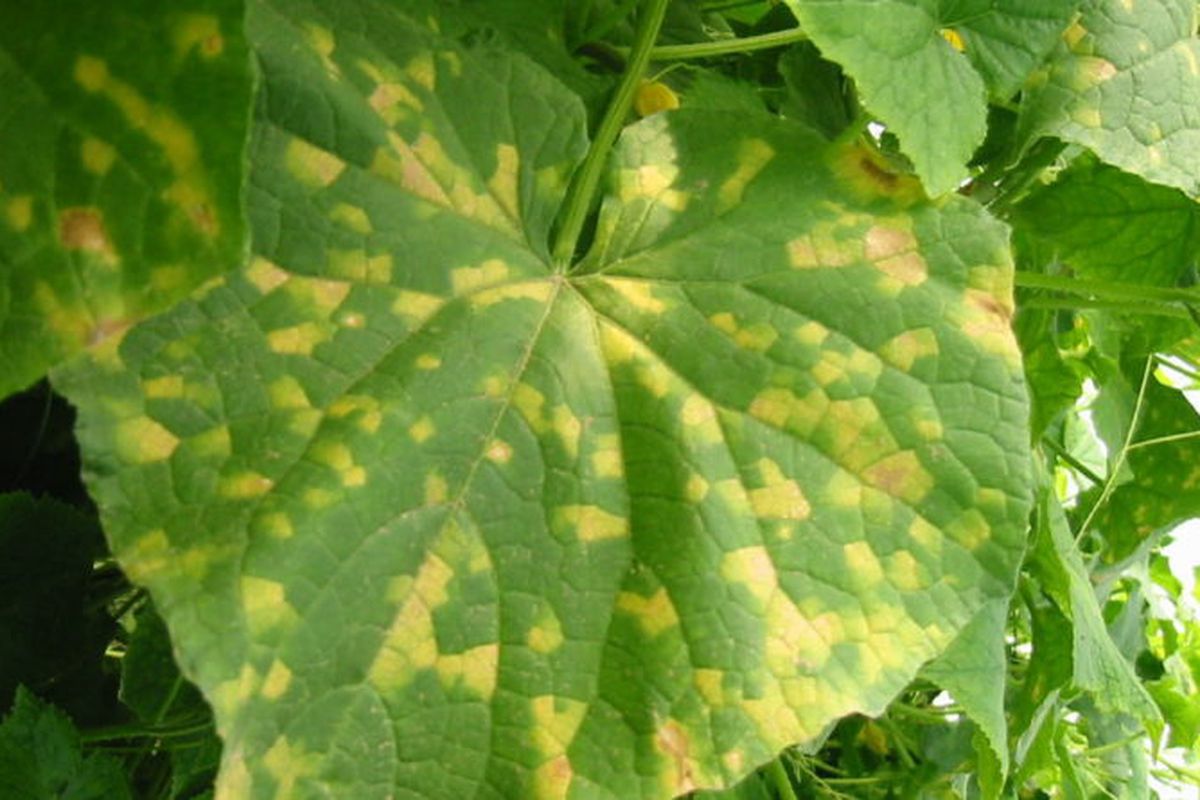 Как спасти урожай огурцов от пероноспороза: секреты опытных садоводов