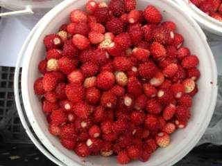 Польза сушеной клубники: рецепты настоев и отваров для здоровья и красоты