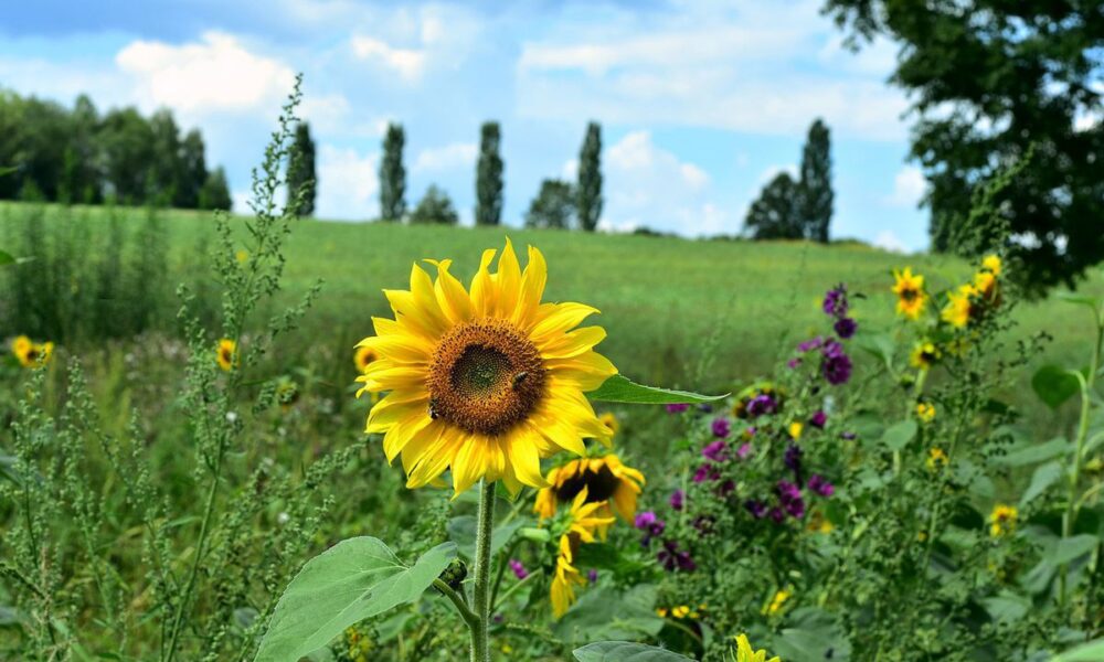 Солнечник на даче: почему он может быть вреден и когда его стоит избегать