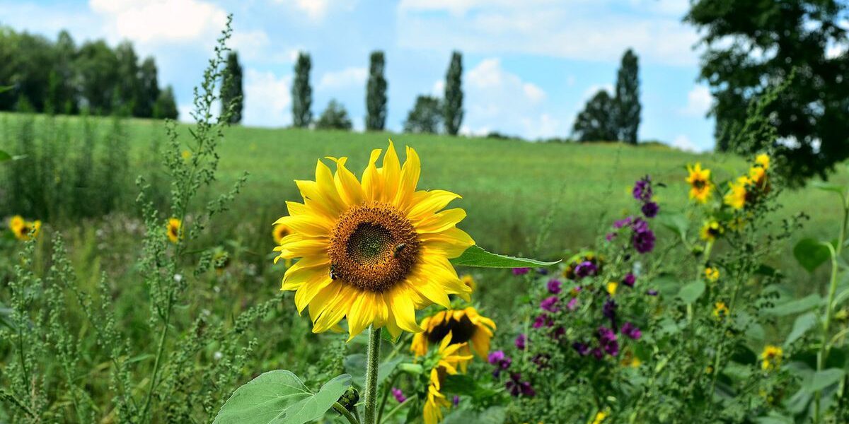 Солнечник на даче: почему он может быть вреден и когда его стоит избегать