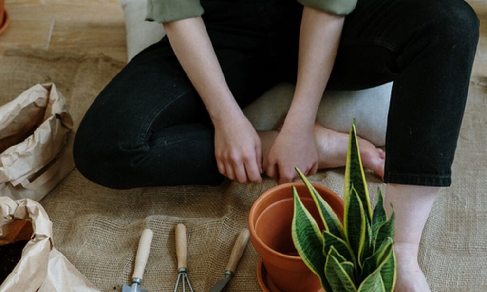 Времяник в горшках с цветами: секреты домашнего уюта и польза для сада