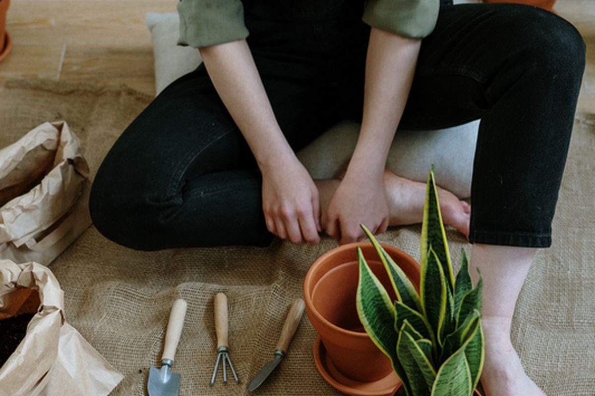 Времяник в горшках с цветами: секреты домашнего уюта и польза для сада