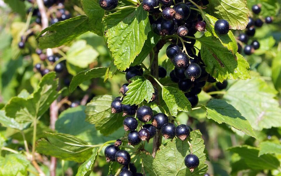 Секреты зимнего сада: растения, которые любят снег