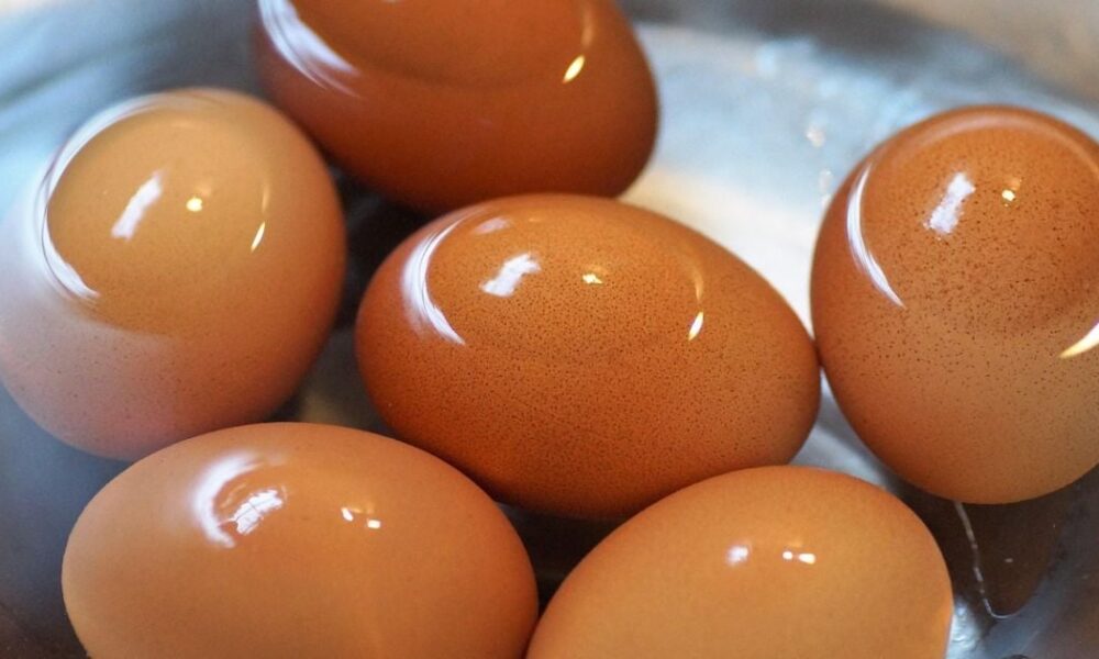 Вода от варки яиц: секреты применения в саду и огороде