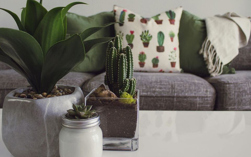 Комнатные растения, которые могут испортить ваши отношения: узнайте, каких стоит избегать