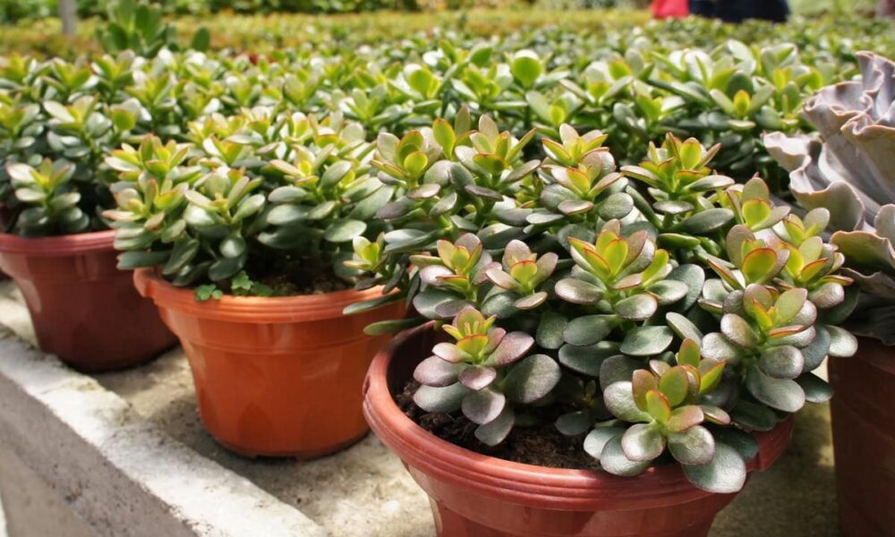 Денежное дерево в доме: как привлечь богатство и удачу